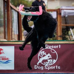 Belgian Sheepdogs and Pembroke Welsh Corgis from Empire Rebel Belgian’s