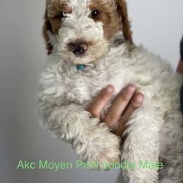 Bernedoodle, Goldendoodle, and Poodle Puppies from Barlow’s Poodles and  Doodles