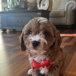Jason - Red male Cavapoo puppy in Mint Hill, North Carolina from DoodleForever