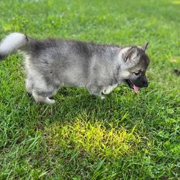 Cocker Spaniel and Siberian Husky Puppies from Blue Ridge Siberians