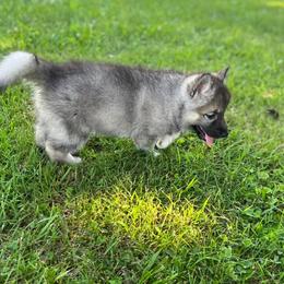 Cocker Spaniel and Siberian Husky Puppies from Blue Ridge Siberians