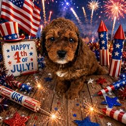 Firecracker - Sable male Bernedoodle puppy in Daytona Beach, Florida from Beach Doodles