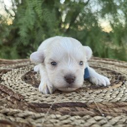 Jaime - Wheaten male Miniature Schnauzer puppy in Menifee, California from Moonshine’s Minis