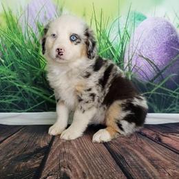 "Dixie" Aussiedoodle and Australian Shepherd Puppies from Dark Water Standards