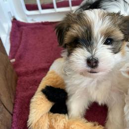 Girl 1 - Chocolate female Havanese puppy in Melba, Idaho from Lawson Havanese