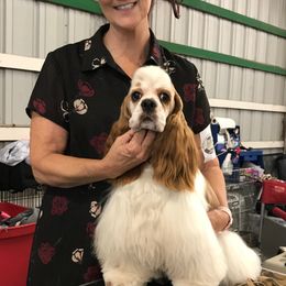 Cocker Spaniels from Dovecreek Cockers