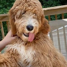 Goldendoodles from Ski Family Doodles