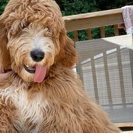 Goldendoodles from Ski Family Doodles