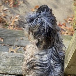 Odin - Yorkshire Terrier