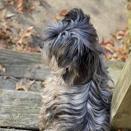 Odin - Yorkshire Terrier