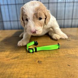 Lime green collar - Parti female Goldendoodle puppy in Valdosta, Georgia from Fifth Day Farm