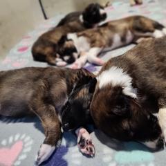 Borzoi and Samoyed Puppies from Kalabria