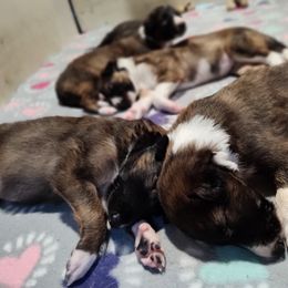 Borzoi and Samoyed Puppies from Kalabria