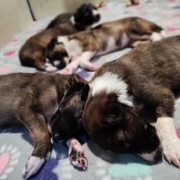 Borzoi and Samoyed Puppies from Kalabria
