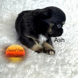 Chihuahua Puppies from Sunset Eves Chihuahuas