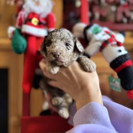 Joy - Merle female Goldendoodle puppy in Miami, Florida from Milk Drunk Doodles And Poodles