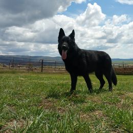 German Shepherd All Grown Up from Koch Hoher Zwinger