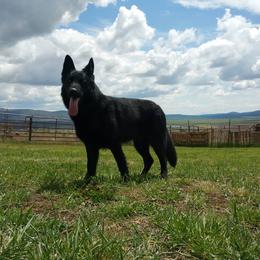 German Shepherd All Grown Up from Koch Hoher Zwinger