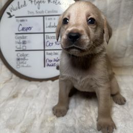 Casper - Yellow male Labrador Retriever puppy in Troy, South Carolina from Wicked Flyer Retrievers