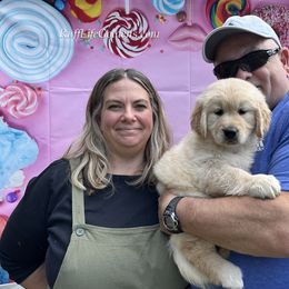 Golden Retriever Puppies from Ruff Life Goldens