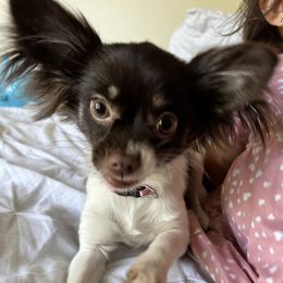 Chihuahuas from Ortega's Ozark Pups