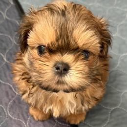Birkin - Cream and white male Shih Tzu puppy in Gilbert, Arizona from 🌗 New Moon Shih Tzu 🌗