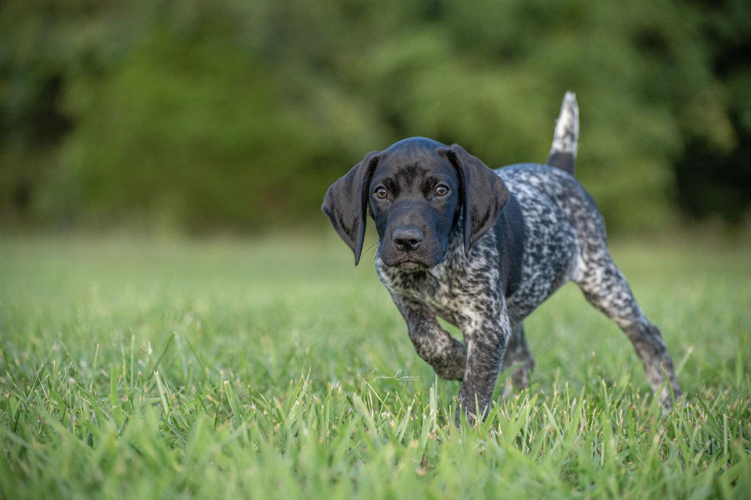 Black GSP puppy pointing in grass