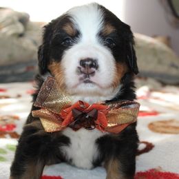 Bernese Mountain Dog Puppies from Baby Bear Bernese Kennel