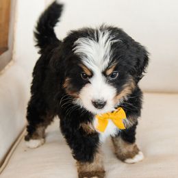 Bronco - Orange Collar Male - Tri-color male Bernedoodle puppy in Kamas, Utah from A + E Farms