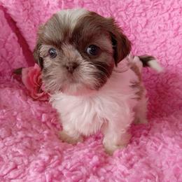 Apple - Chocolate and tan female Shih Tzu puppy in Sulpher Springs, Texas from Pams Precious Shih Tzus