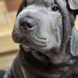 Cooper - Chinese Shar-Pei