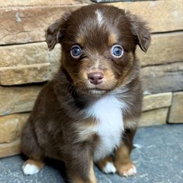Flannel - Red tri male Toy Australian Shepherd puppy in Mc Lean, Illinois from Kickapoo Creek Toy & Mini Aussies