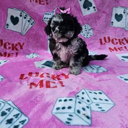 Kira - Merle female Maltipoo puppy in Lancaster, Kentucky from Dream Paws Puppies, LLC