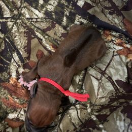Red - Rd whtn blk nose male Rhodesian Ridgeback puppy in Ocala, Florida from DogWood Kennels