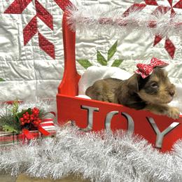 Croix - Liver female Miniature Schnauzer puppy in Huntington, Utah from Schnauzers on Robinson Lane