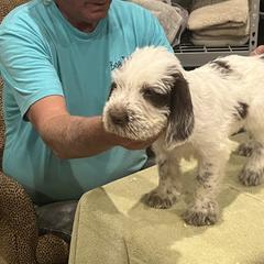Spinone Italiano Puppies from Boe Dogs