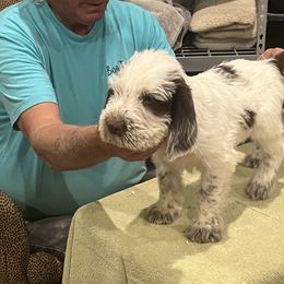 Spinone Italiano Puppies from Boe Dogs