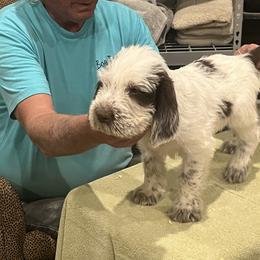 Spinone Italiano Puppies from Boe Dogs