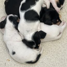 Dachshund Puppies from Empire's Dachshunds