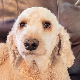 Poodles from OhMGee Poodles