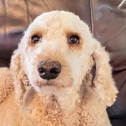 Poodles from OhMGee Poodles