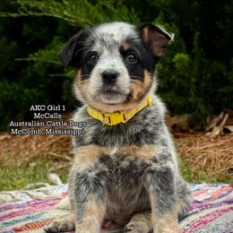 AKC Girl 1 Mississippi - Blue speckled female Australian Cattle Dog puppy in Mc Comb, Mississippi from McCall's Mississippi AKC Blue Heelers Australian Cattle Dogs