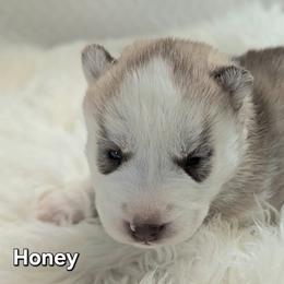 Honey - Red and white female Siberian Husky puppy in Hebron, Kentucky from Glacier Run Huskies