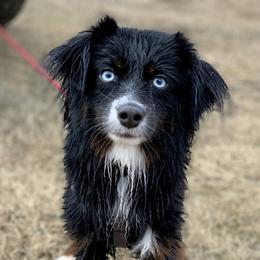 Tiny  - Toy Australian Shepherd