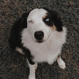 Aussiedoodles, Goldendoodles, and Poodles from Riverbend Doodles