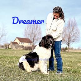 Dreamer - Newfoundland