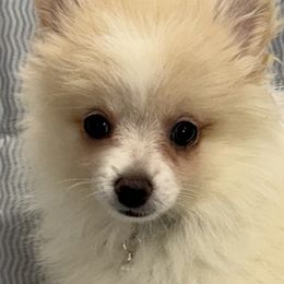 Bear - Cream parti male Pomeranian puppy in Effort, Pennsylvania from Pomeranian Puppies