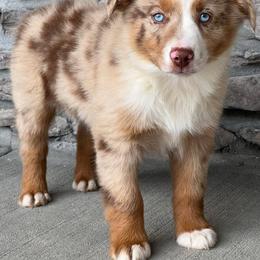 Miniature Australian Shepherd Puppies from Copper Creek Aussies
