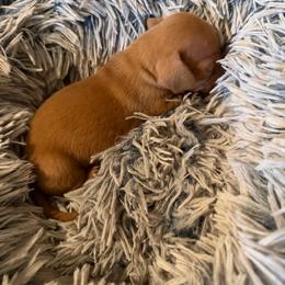 Garfield - Red male Dachshund puppy in Madisonville, Texas from Little B’s Dachshund Farm