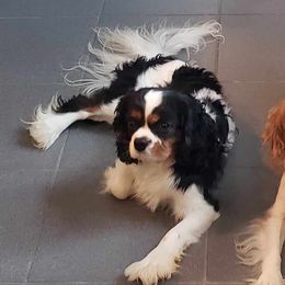 Oliver - Cavalier King Charles Spaniel